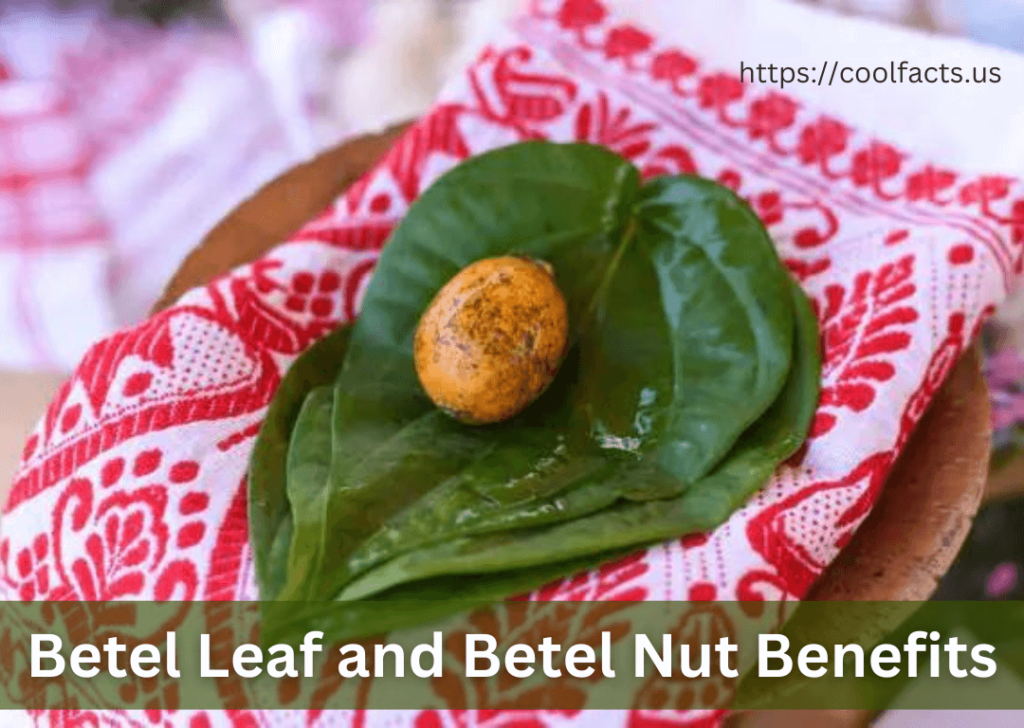 Betel Leaf and Betel Nut Benefits